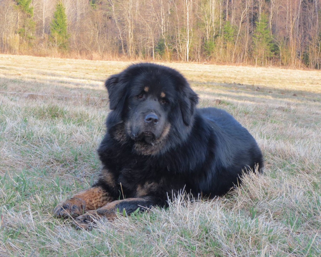 Тибетский мастиф на траве