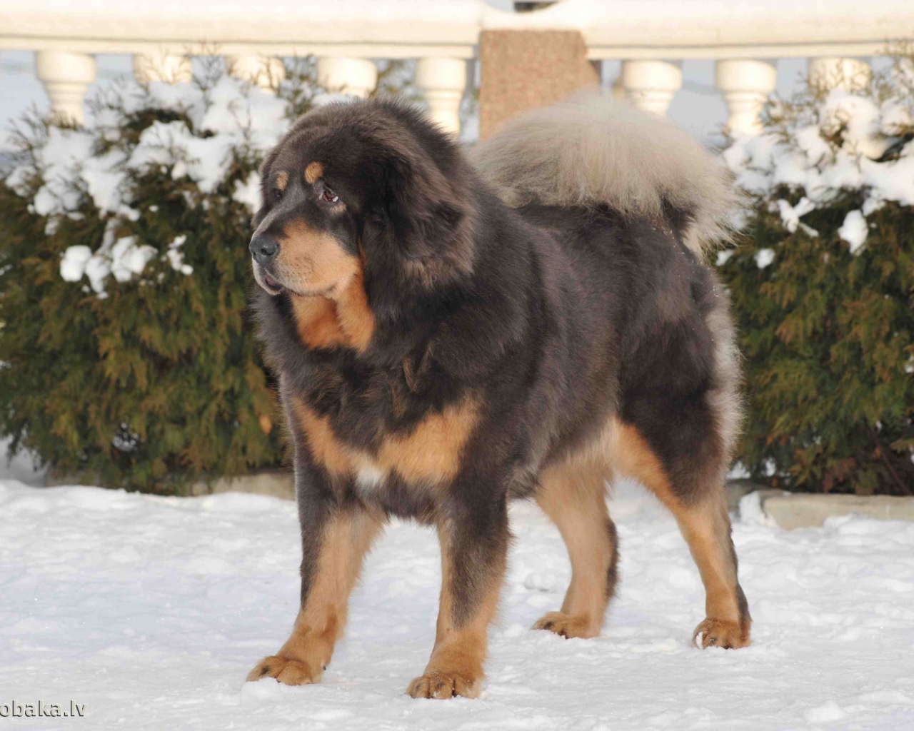 Тибетский мастиф на снегу