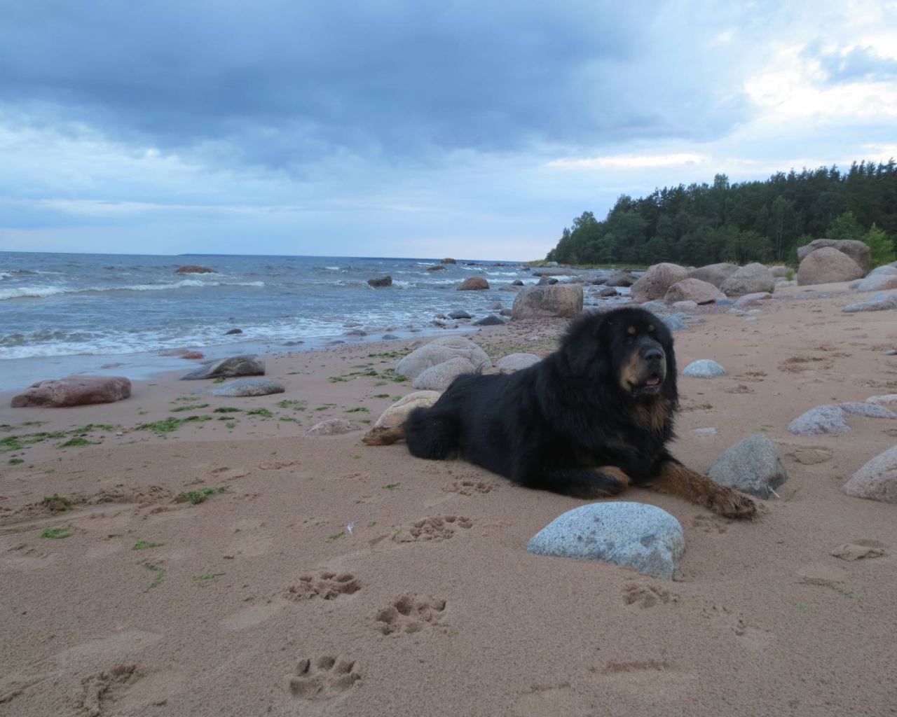 Тибетский мастиф на пляже