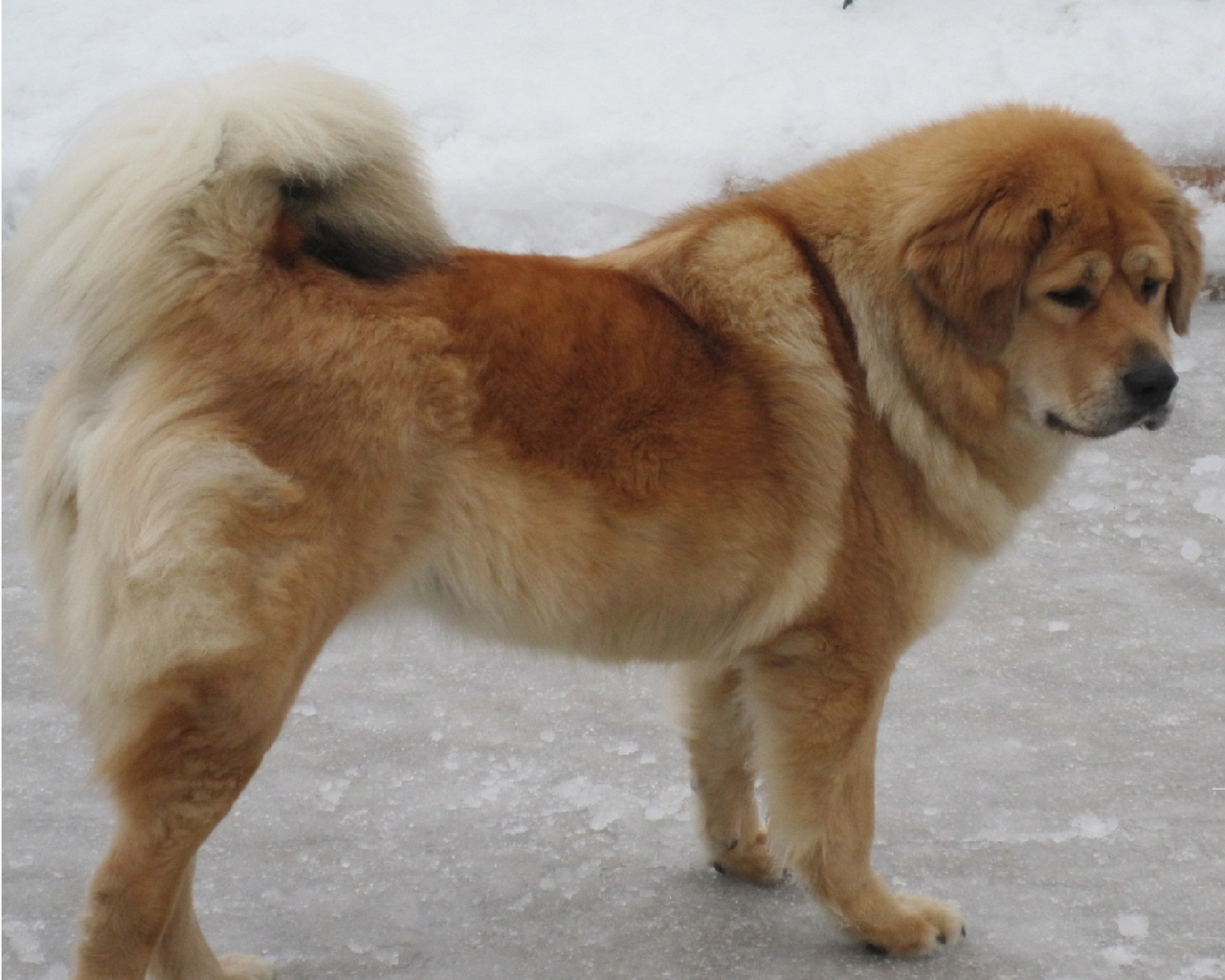 Тибетский мастиф на зимней улице