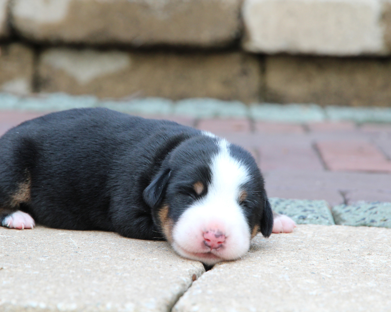Крохотный щенок большого швейцарского зенненхунда