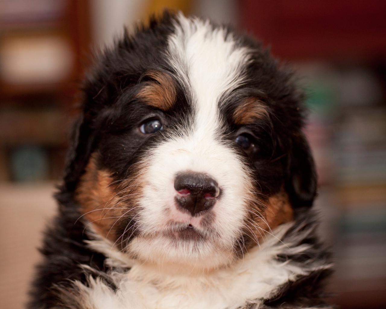 Крохотный щенок бернской пастушьей собаки