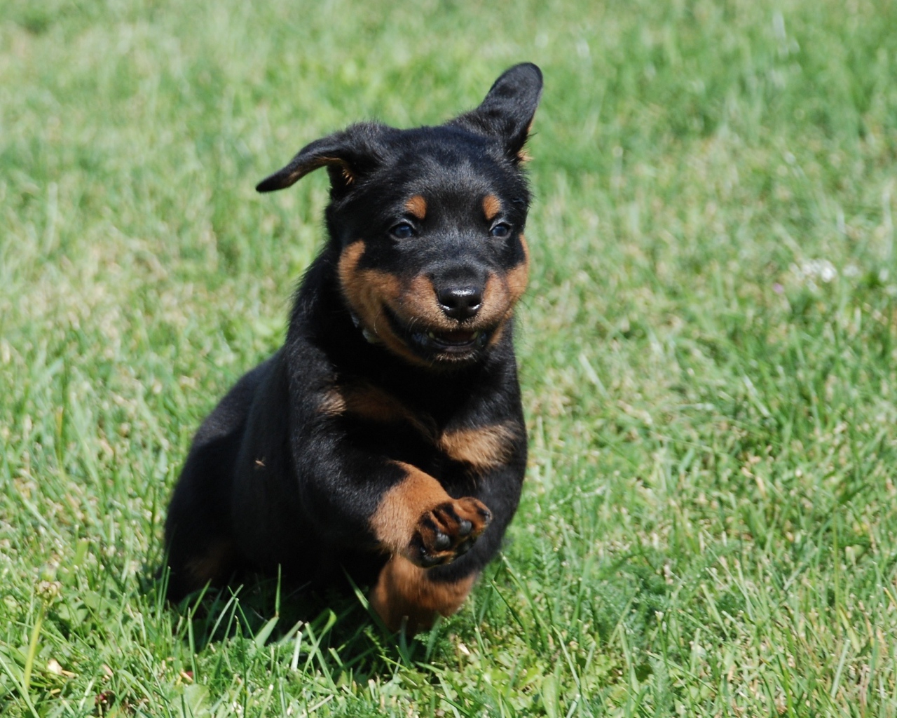 Уставший щенок босерона на траве