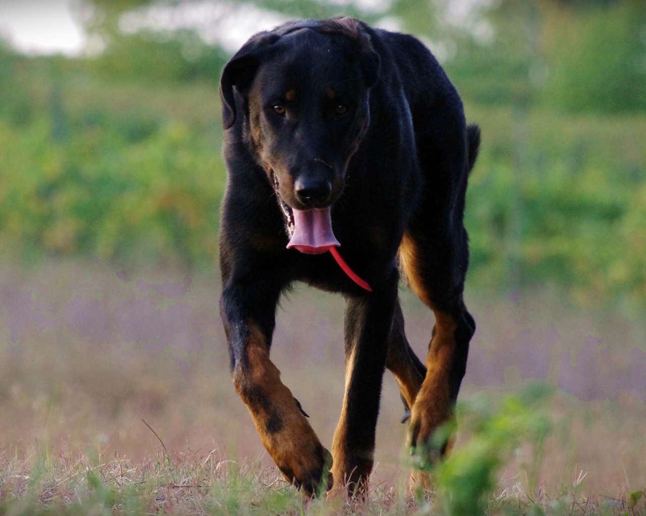Уставший босерон идёт по полю