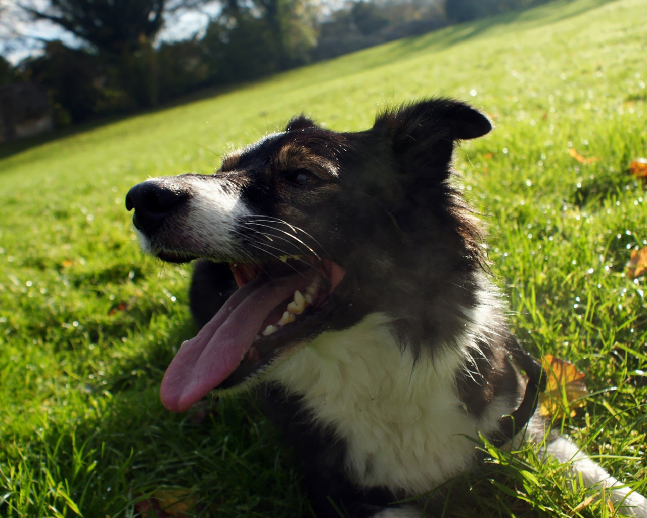 Уставшая бордер-колли лежит на траве