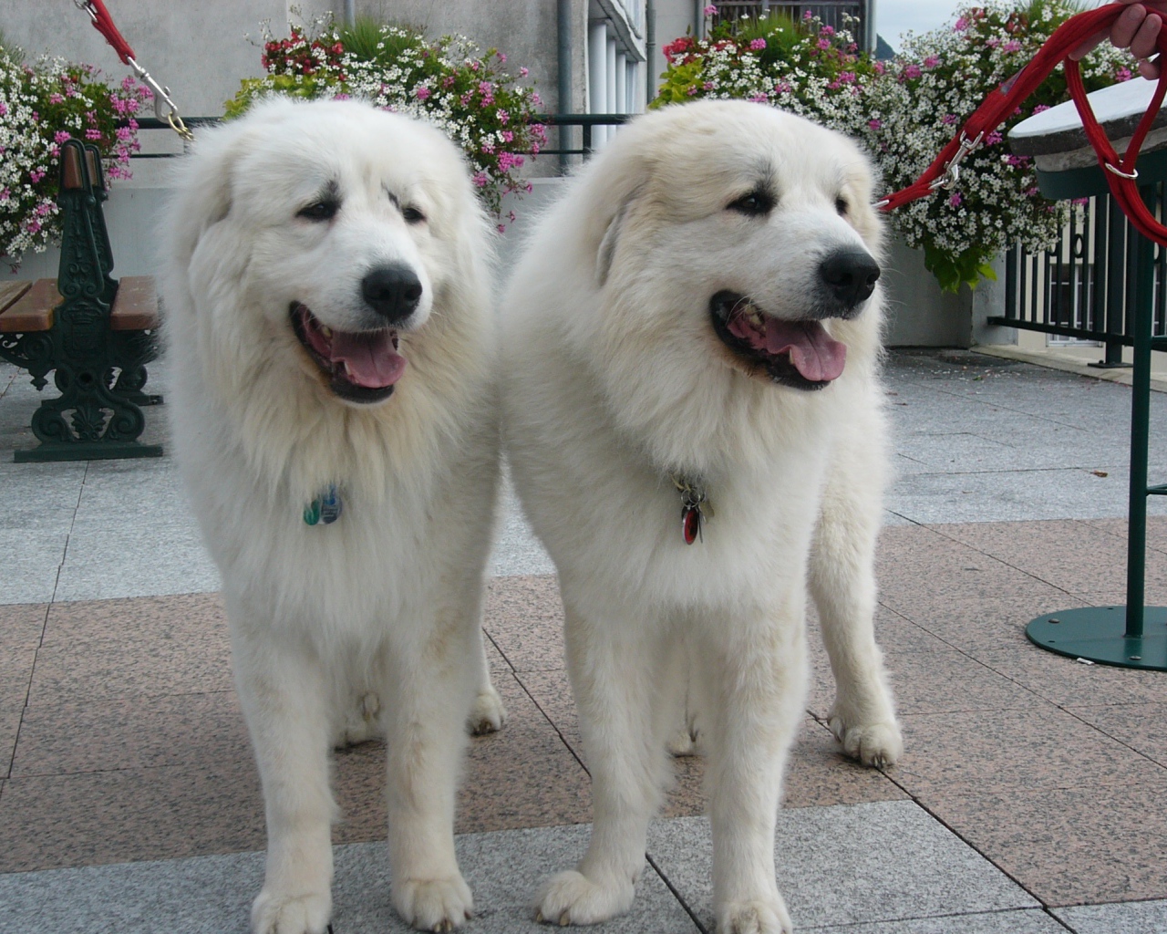 Две большие пиренейские собаки