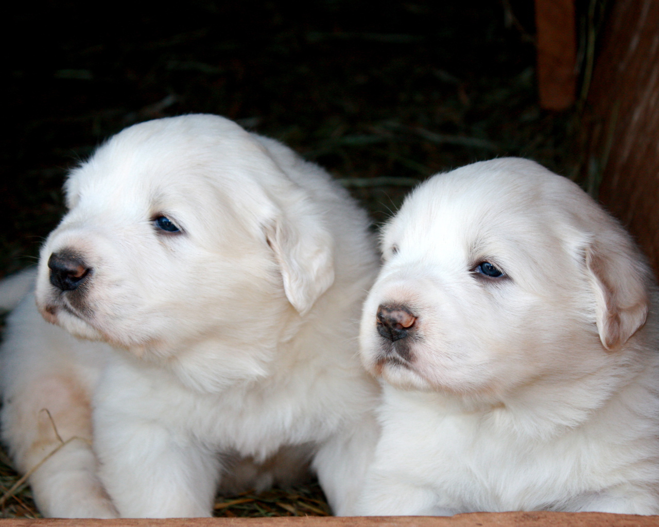 Два щенка большой пиренейской собаки