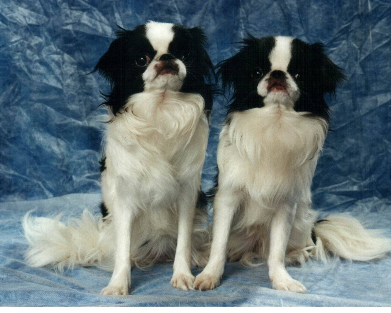 Два японских хина на синем фоне