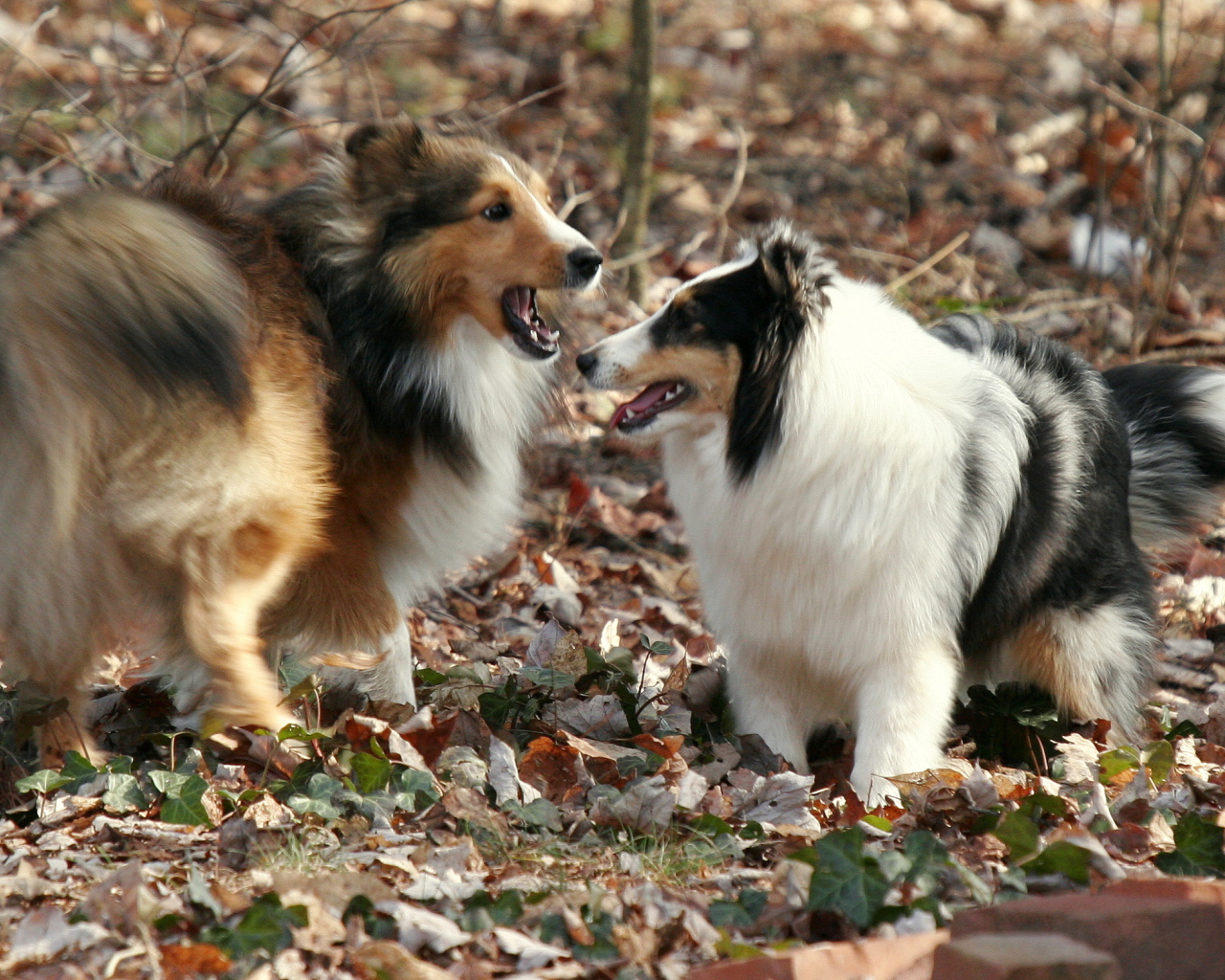 Две собаки породы шелти в лесу