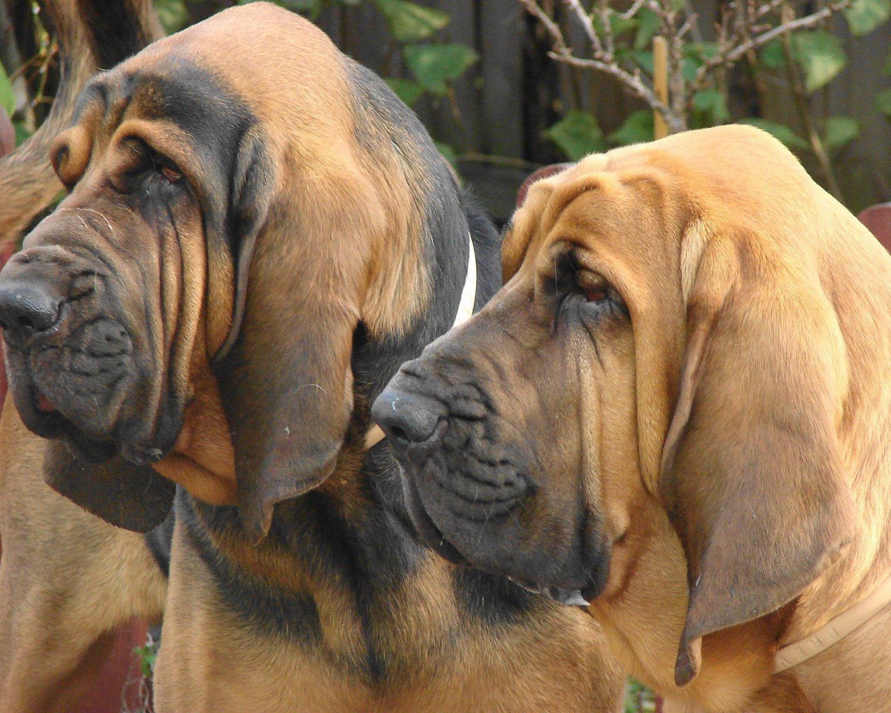 Два взрослых бладхаунда