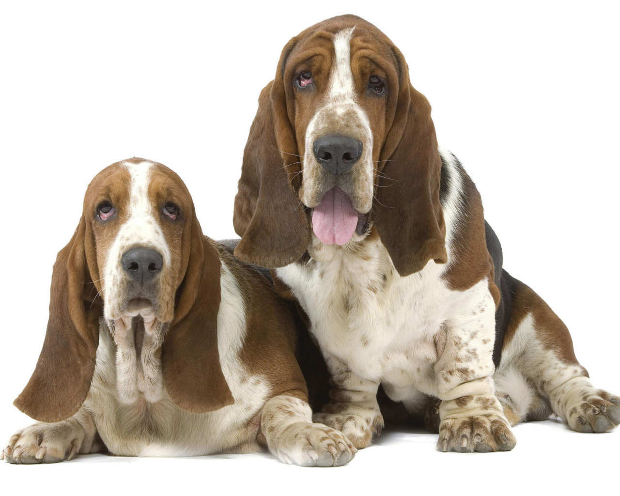 Два бассет-хаунда на белом фоне