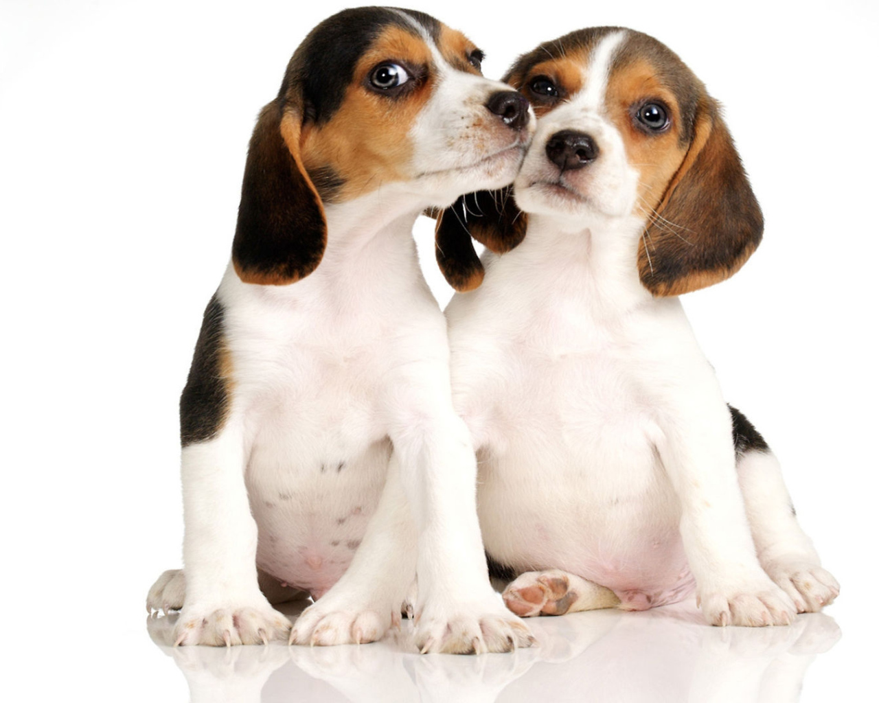 Два щенка породы бигль на белом фоне