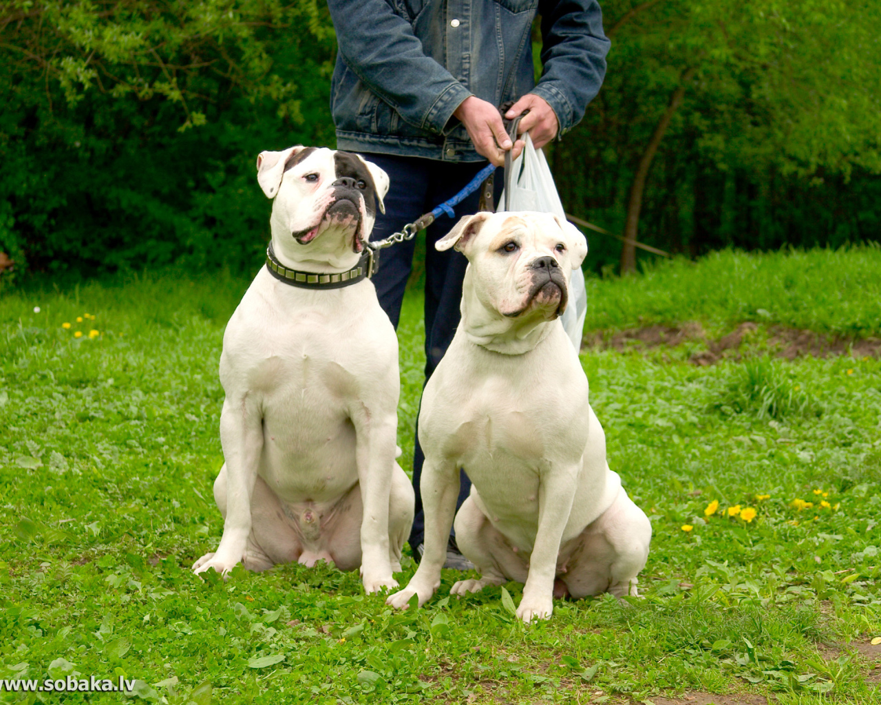 Два красивых американских бульдога
