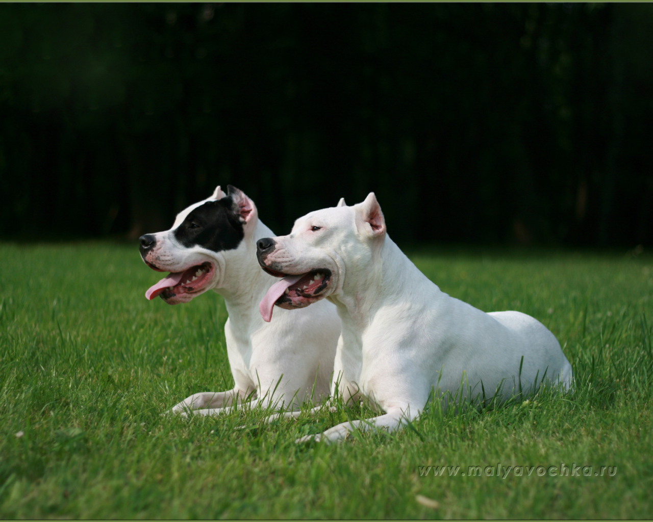 Два красивых аргентинских дога