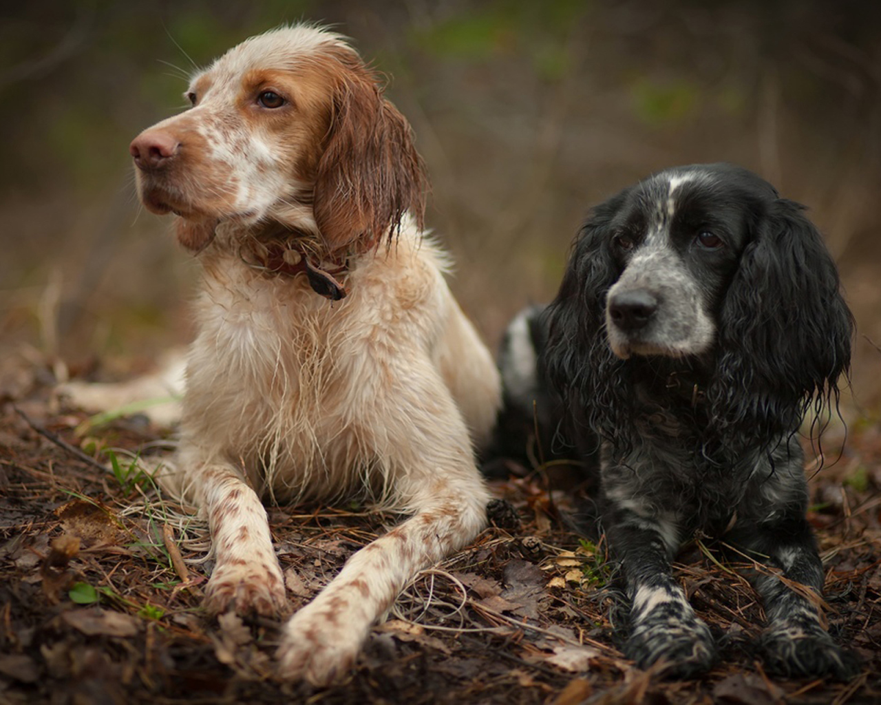 Два красивых английских сеттера