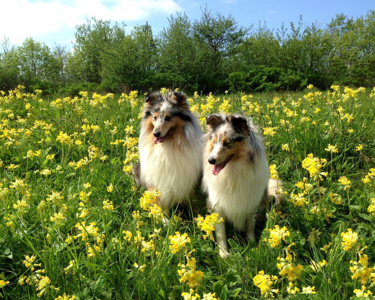 Две красивые собаки породы шелти в цветах