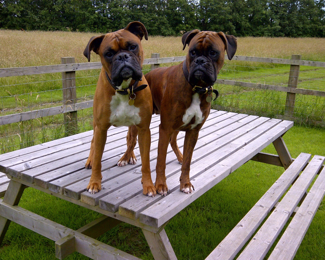 Два боксёра на деревянном столе