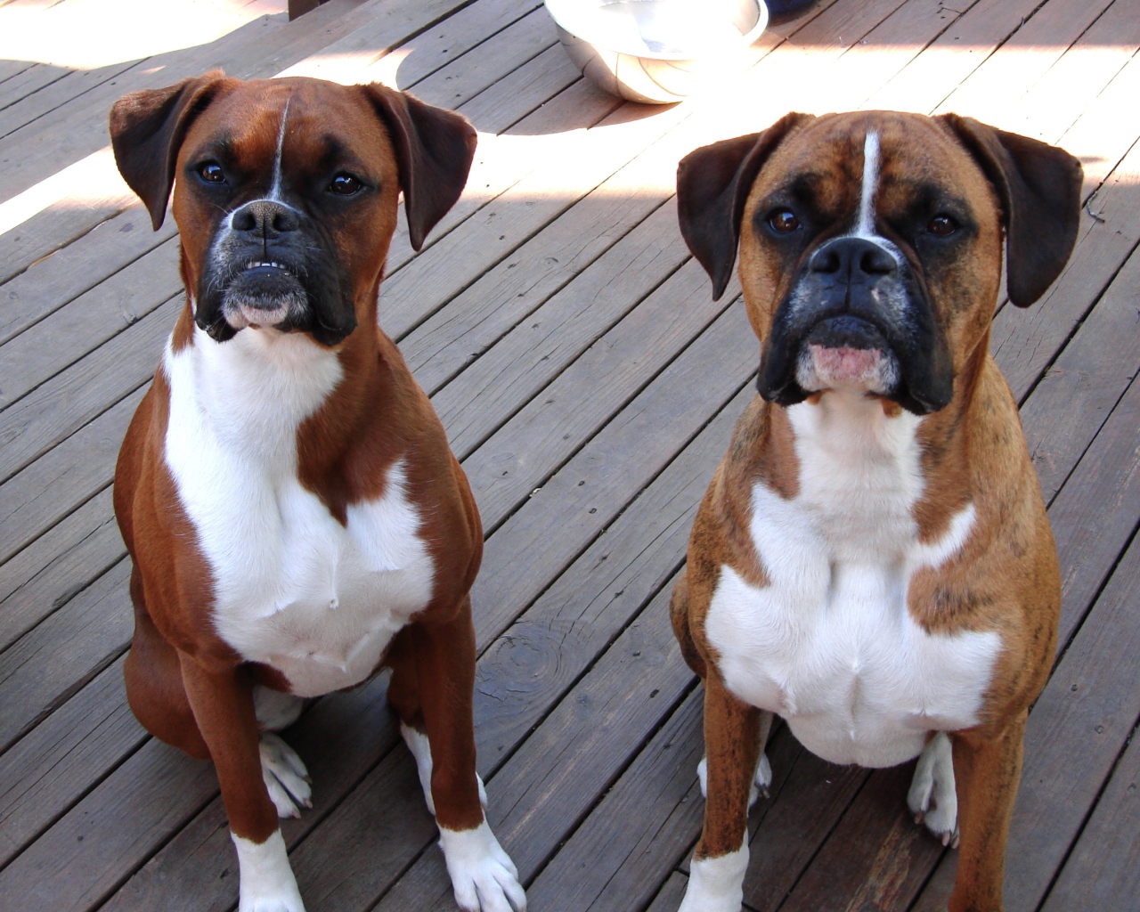 Два боксёра ждут команду