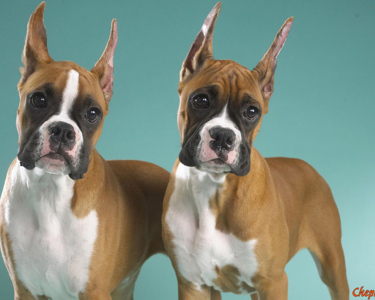 Два брата боксёра позируют