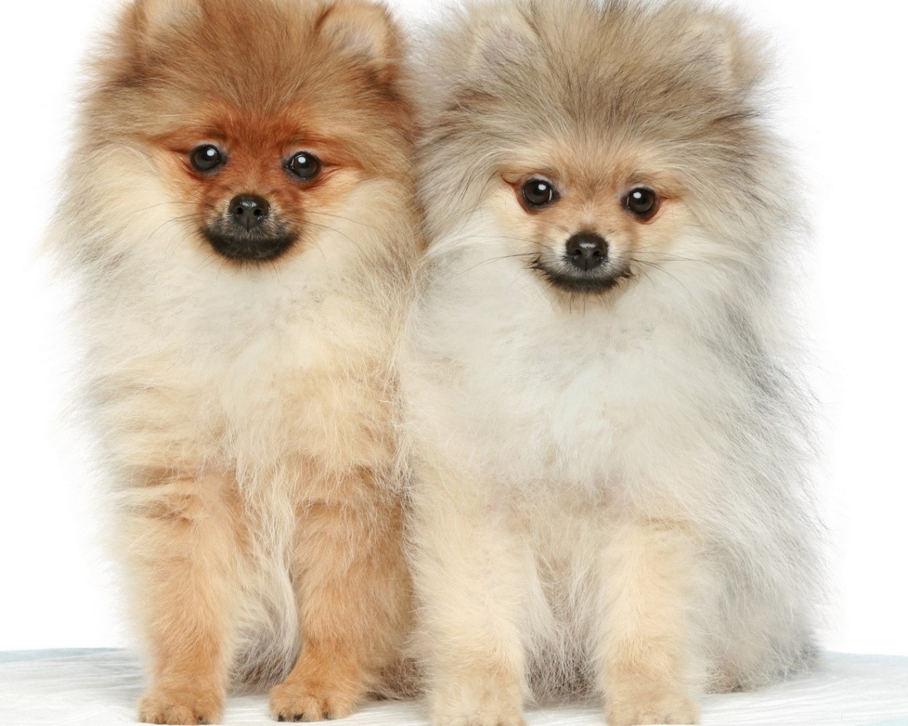 Две милые собаки