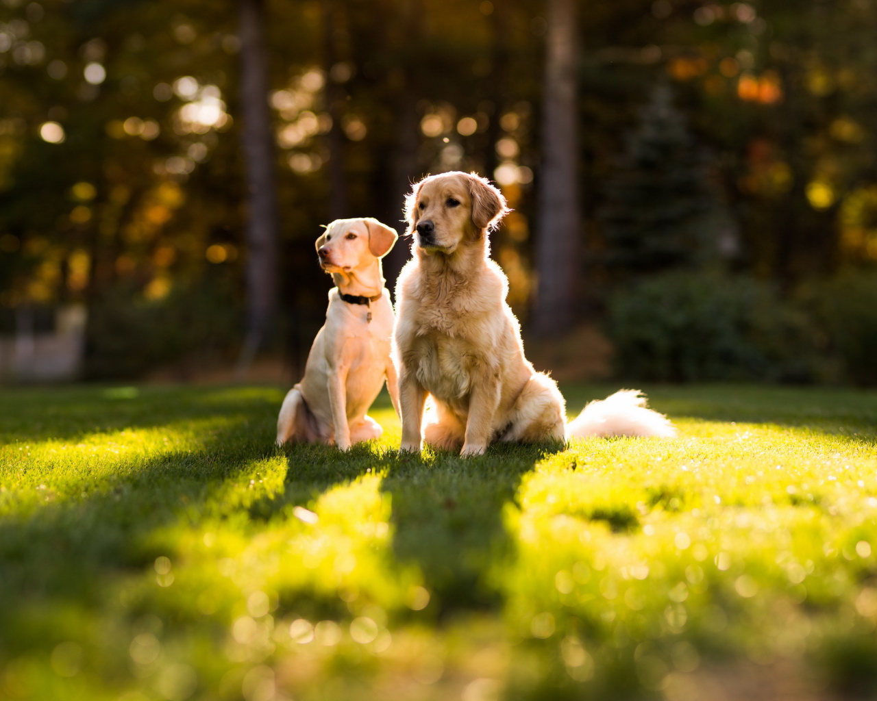Две собаки сидят на траве