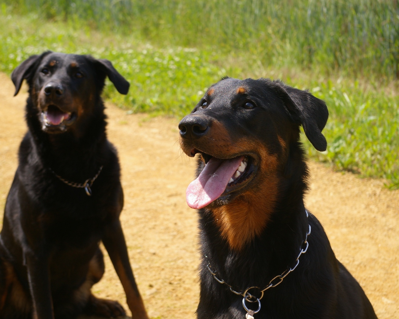 Две собаки породы босерон сидят на дороге
