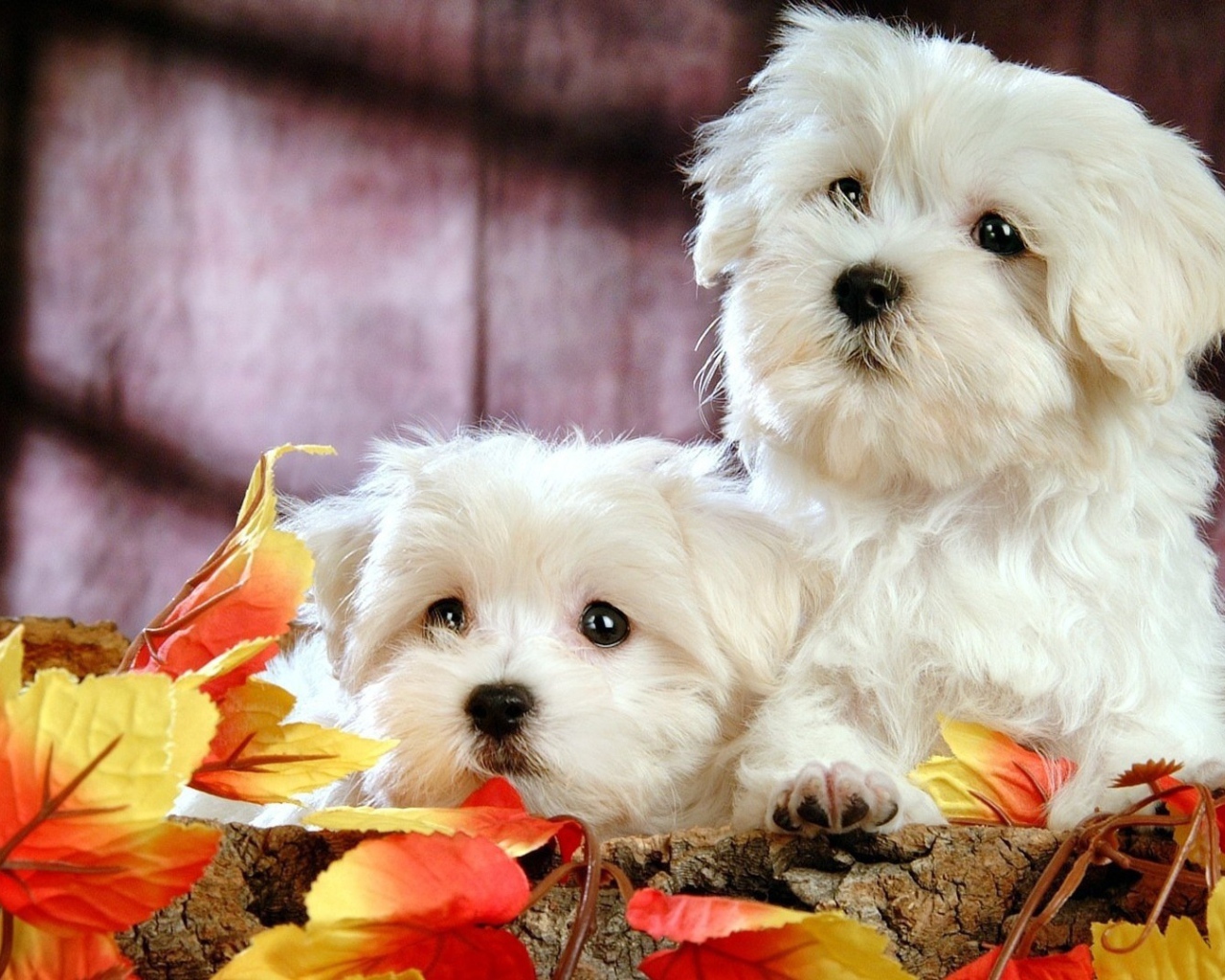 Две собаки породы бишон-фриз в осенних листьях