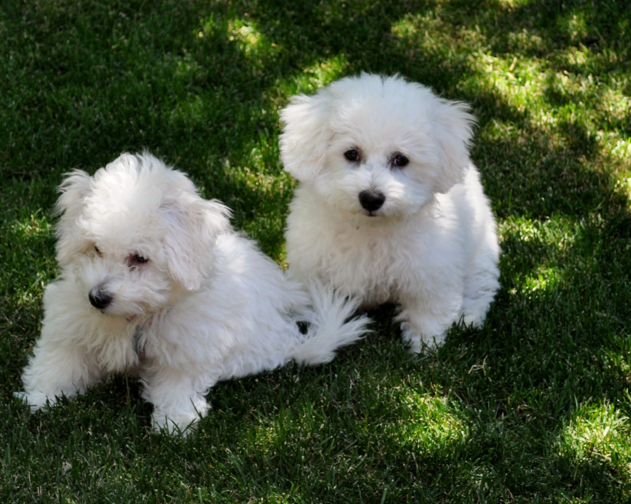 Две собаки породы бишон-фриз отдыхают на траве