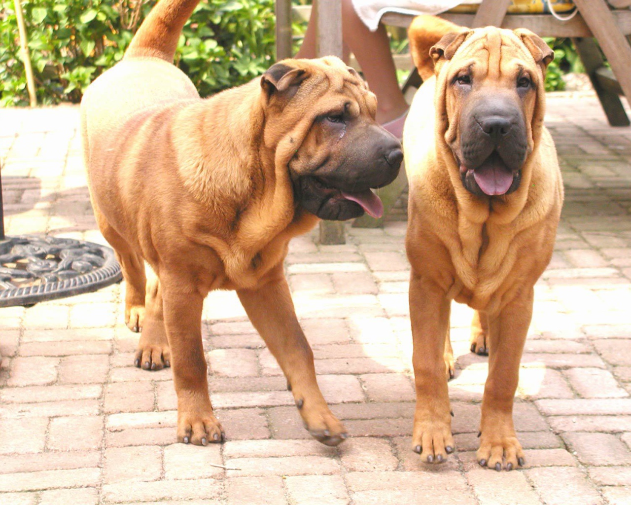 Две собаки шарпей в саду