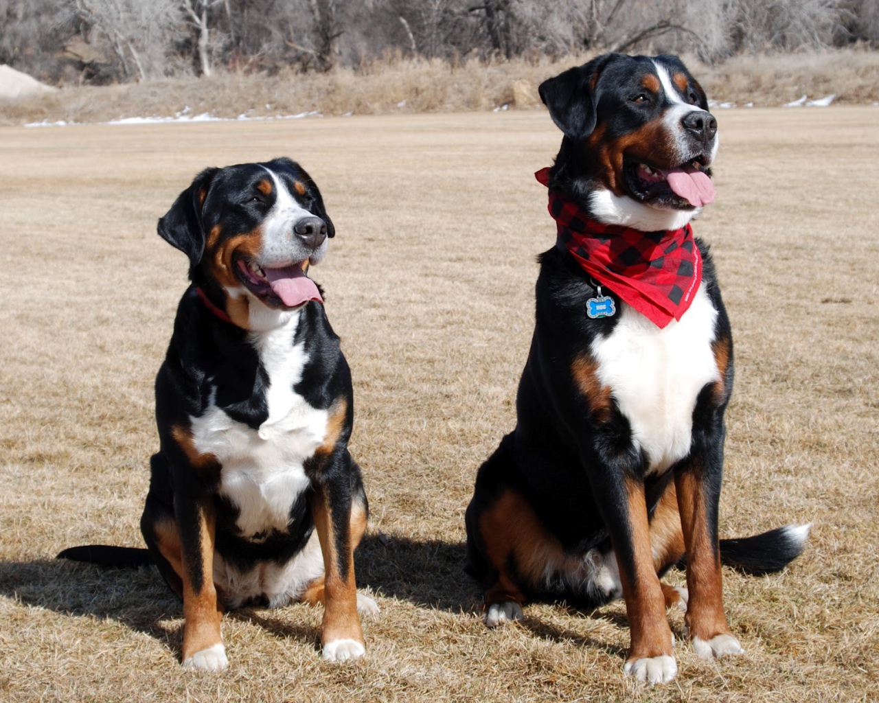 Два больших швейцарских зенненхунда в поле