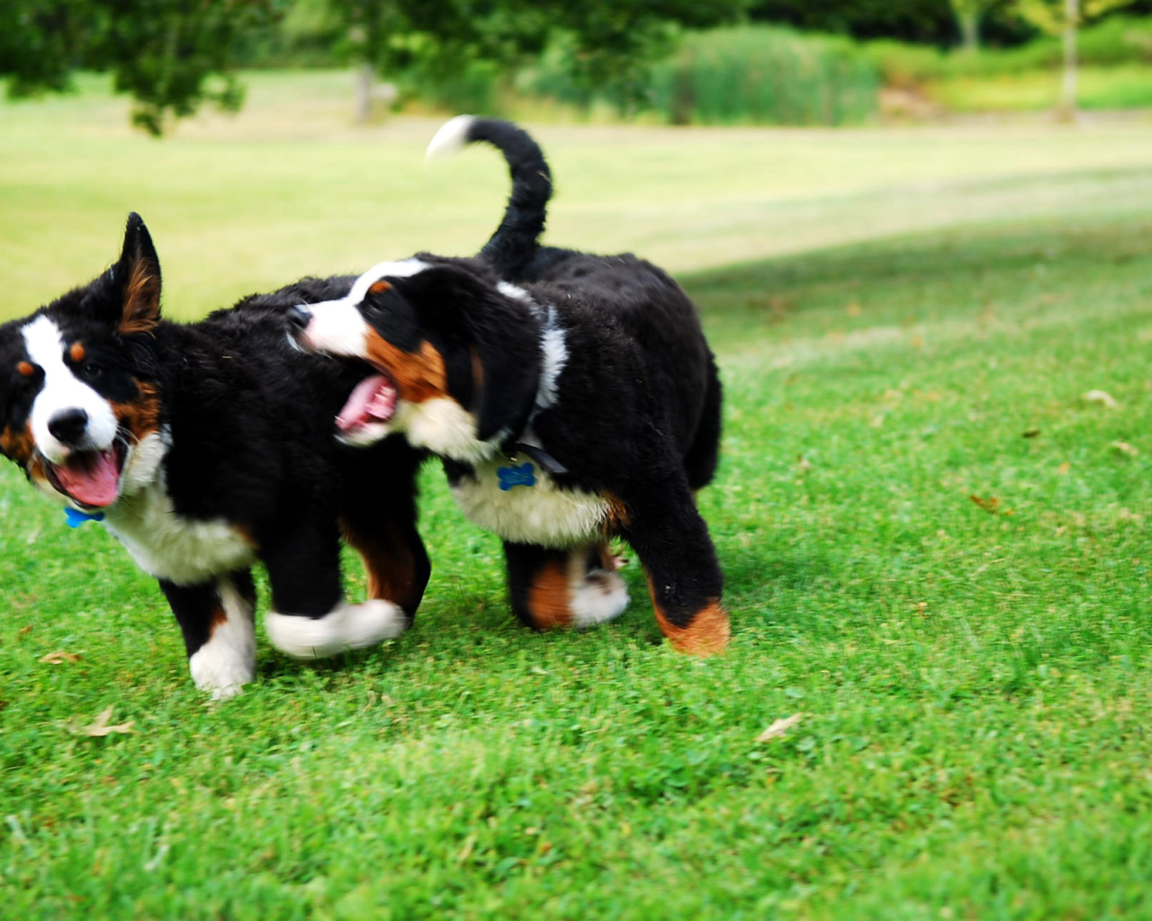 Два щенка бернской пастушьей собаки играют на траве