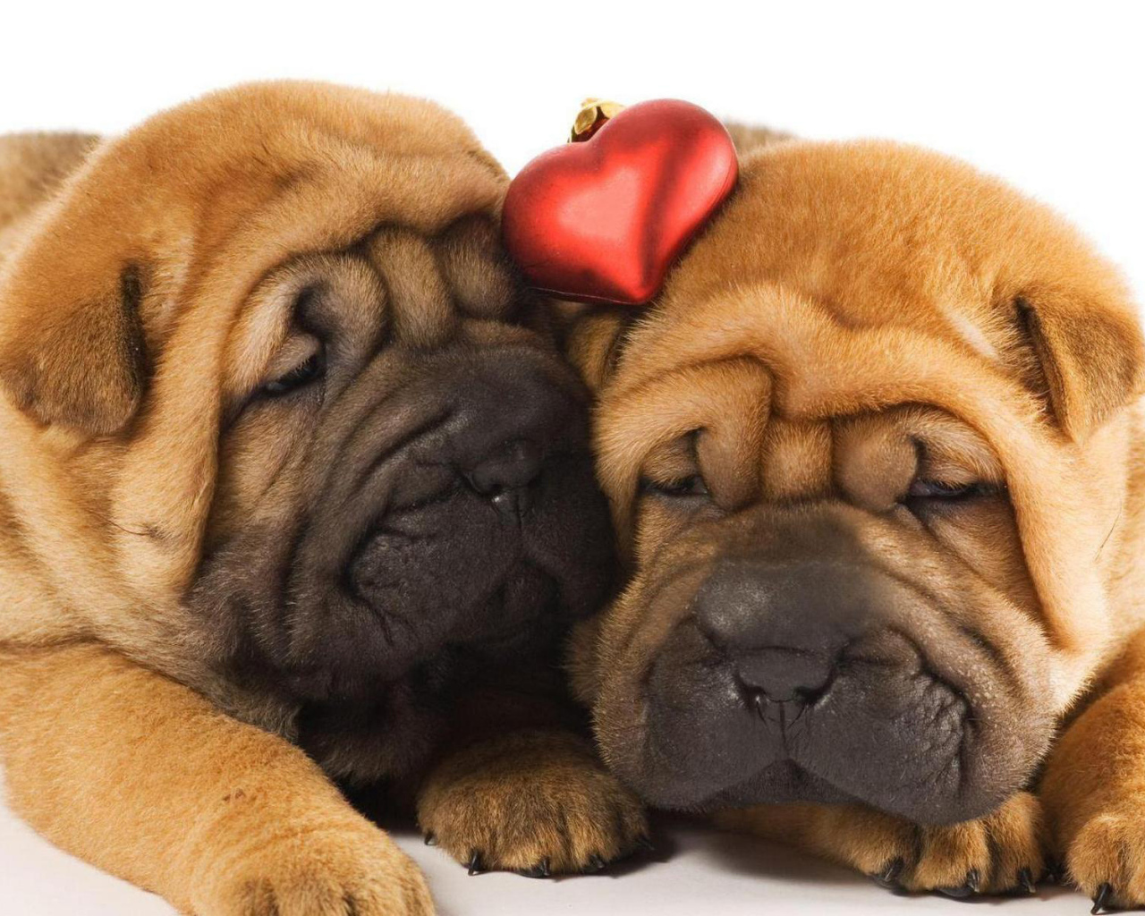 Два щенка шарпей в любви