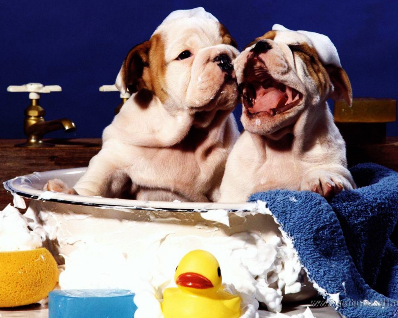 Щенки шарпея принимает ванну