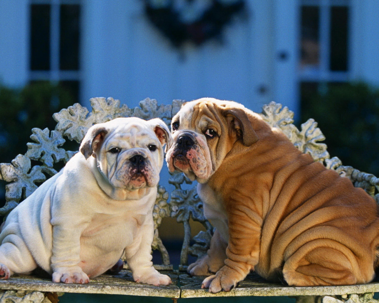 Два шарпея сидят на скамейке