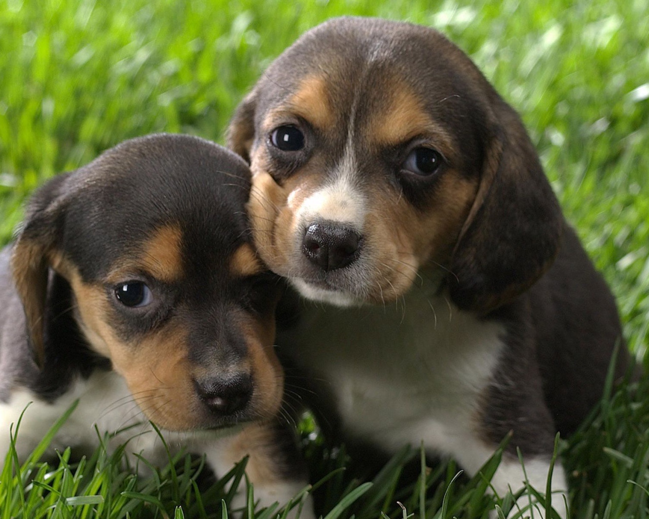 Два крохотных щенка породы бигль на траве