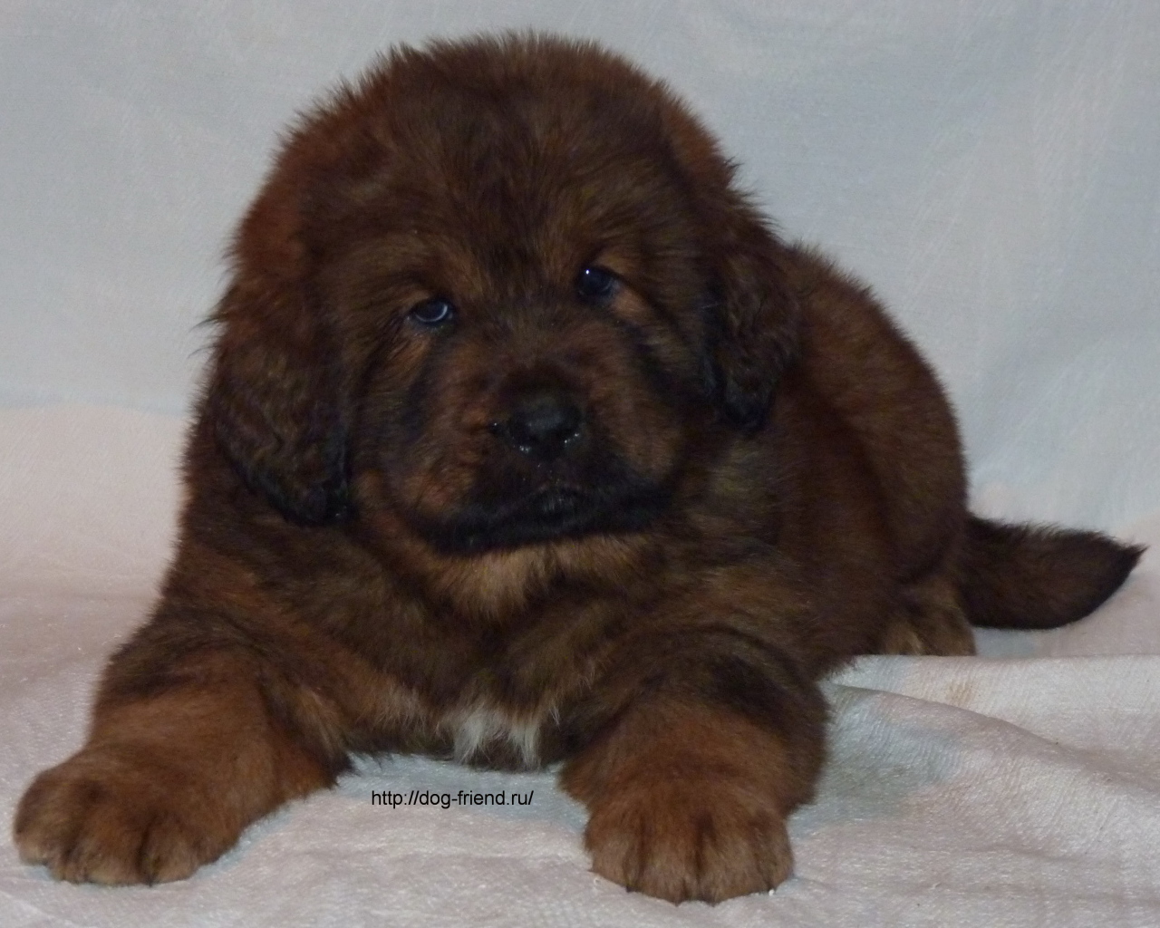 Очень маленький щенок тибетского мастифа