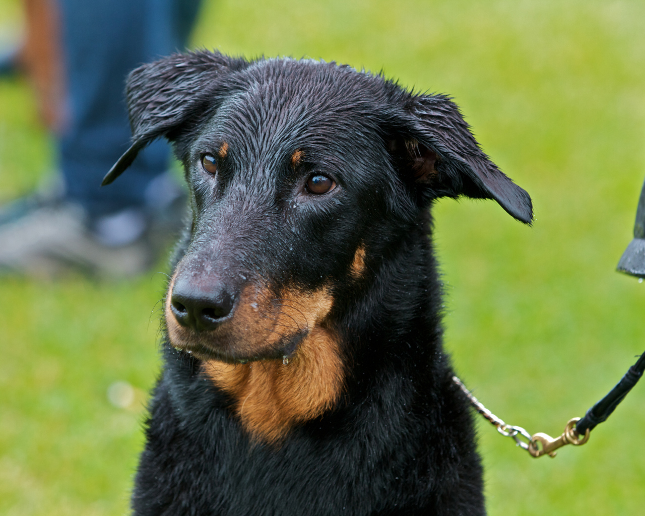 Мокрый босерон на поводке