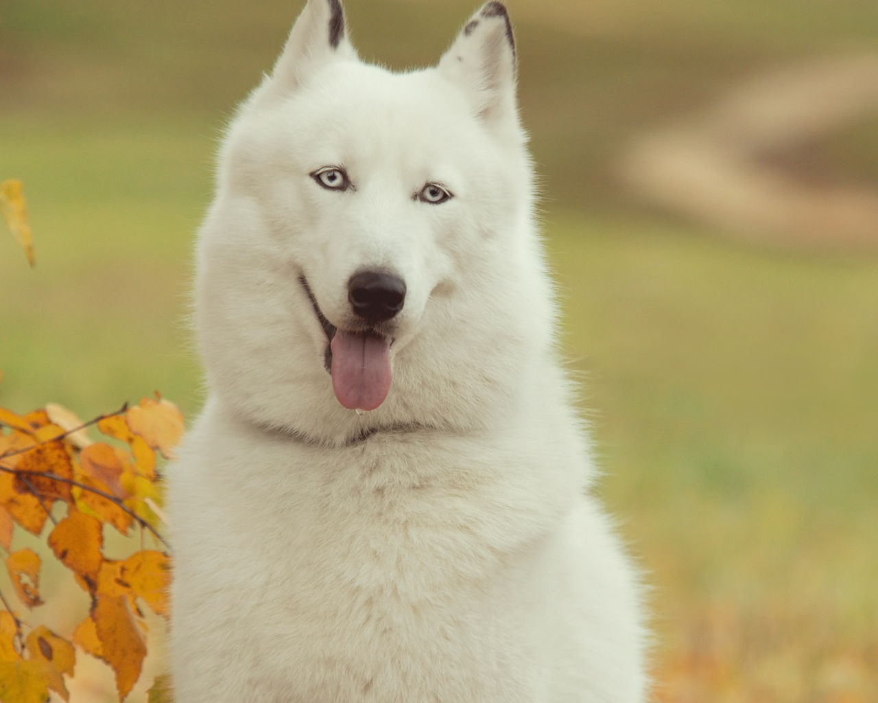 Белый Сибирский хаски
