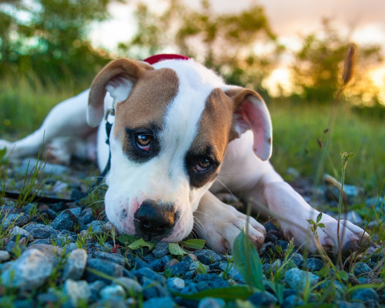 Белый боксёр лежит на камнях