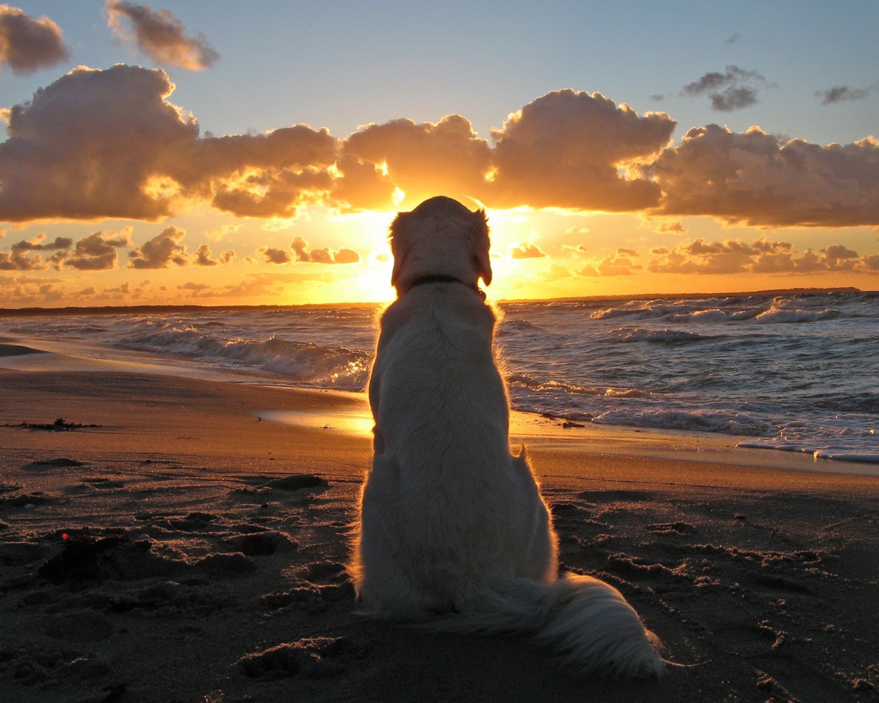 Белая собака смотрит на закат