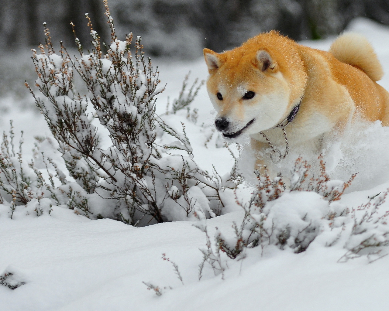 Зимняя охота