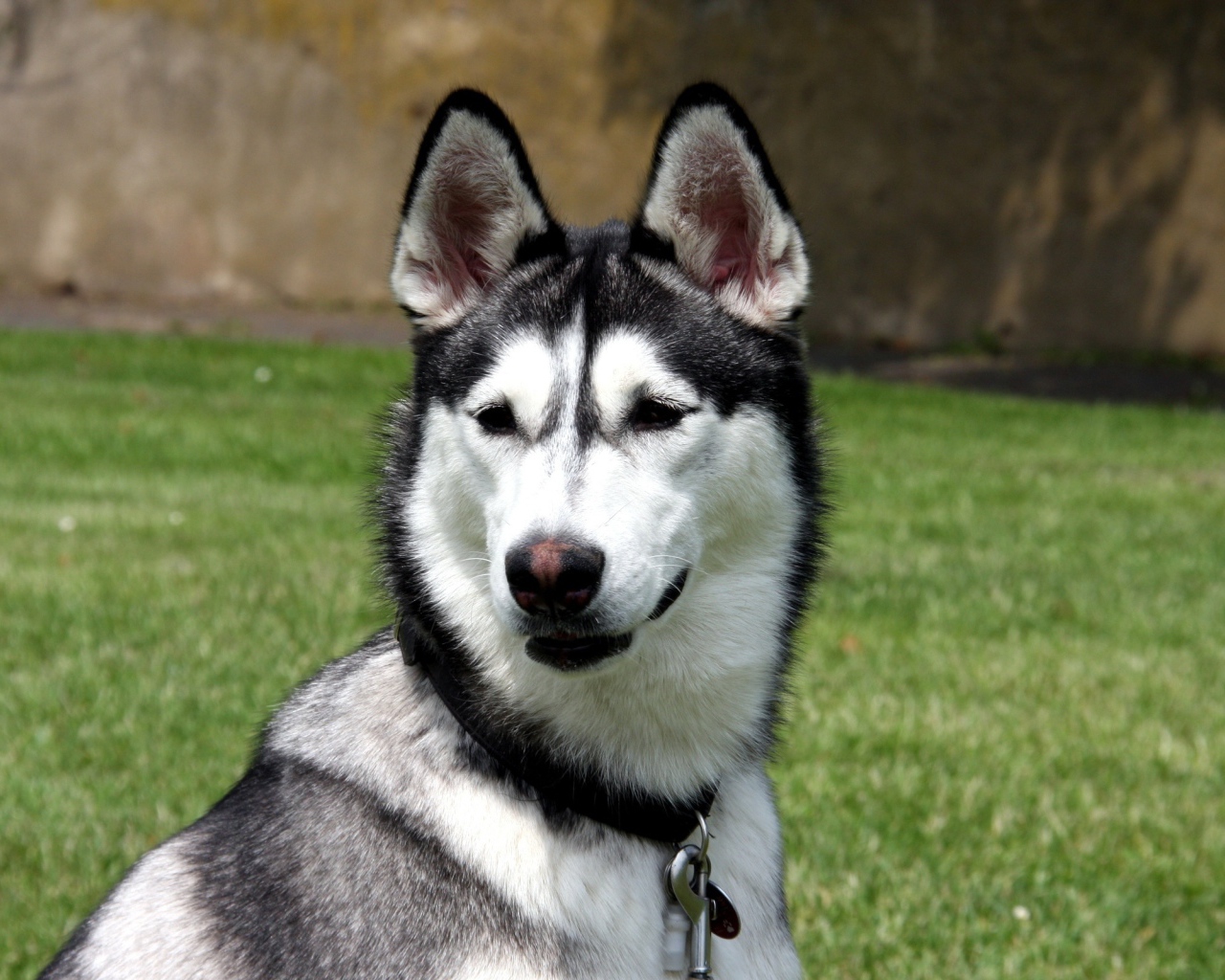 Молодой аляскинский маламут на улице