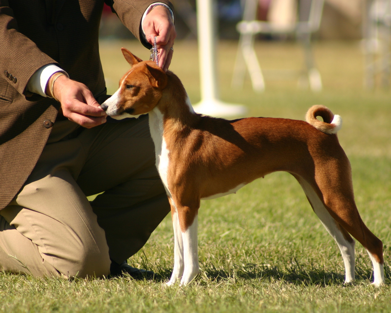 Молодая собака породы басенджи с хозяином