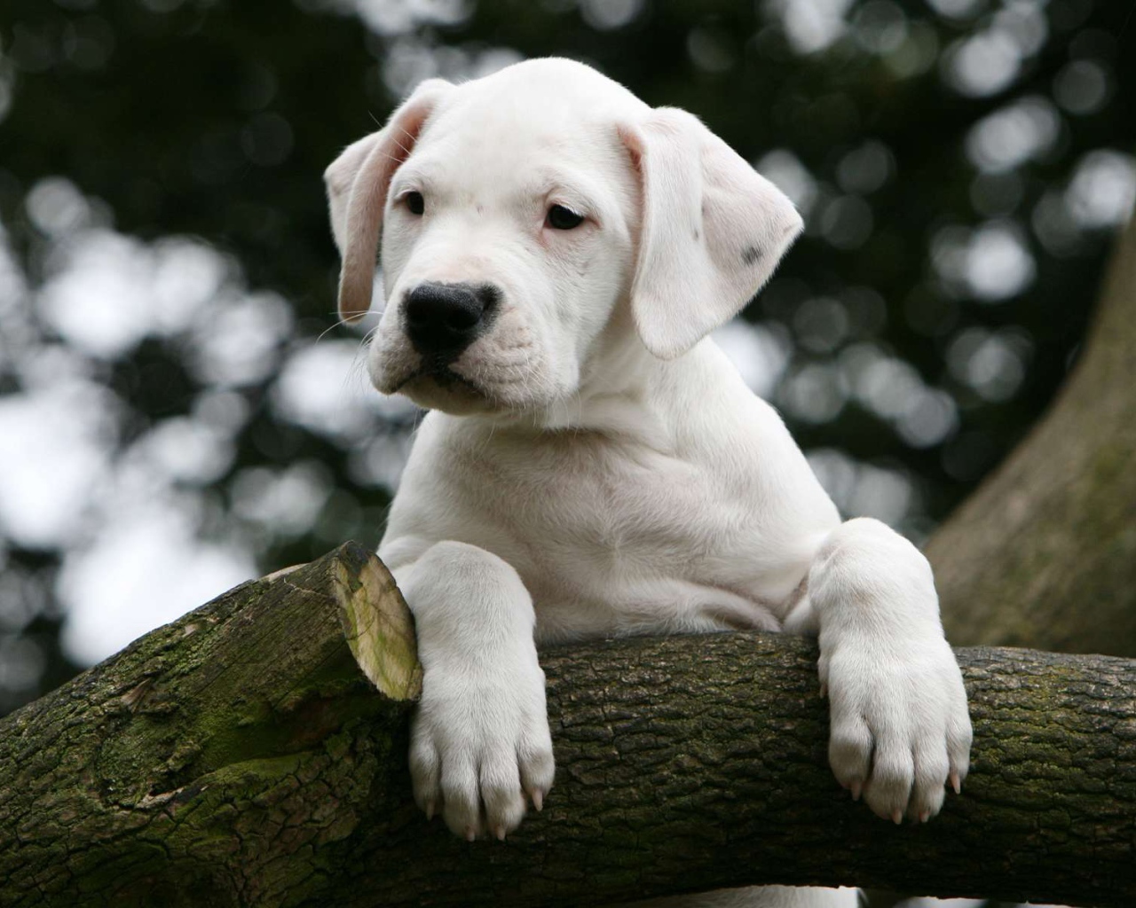 Молодой аргентинский дог на дереве
