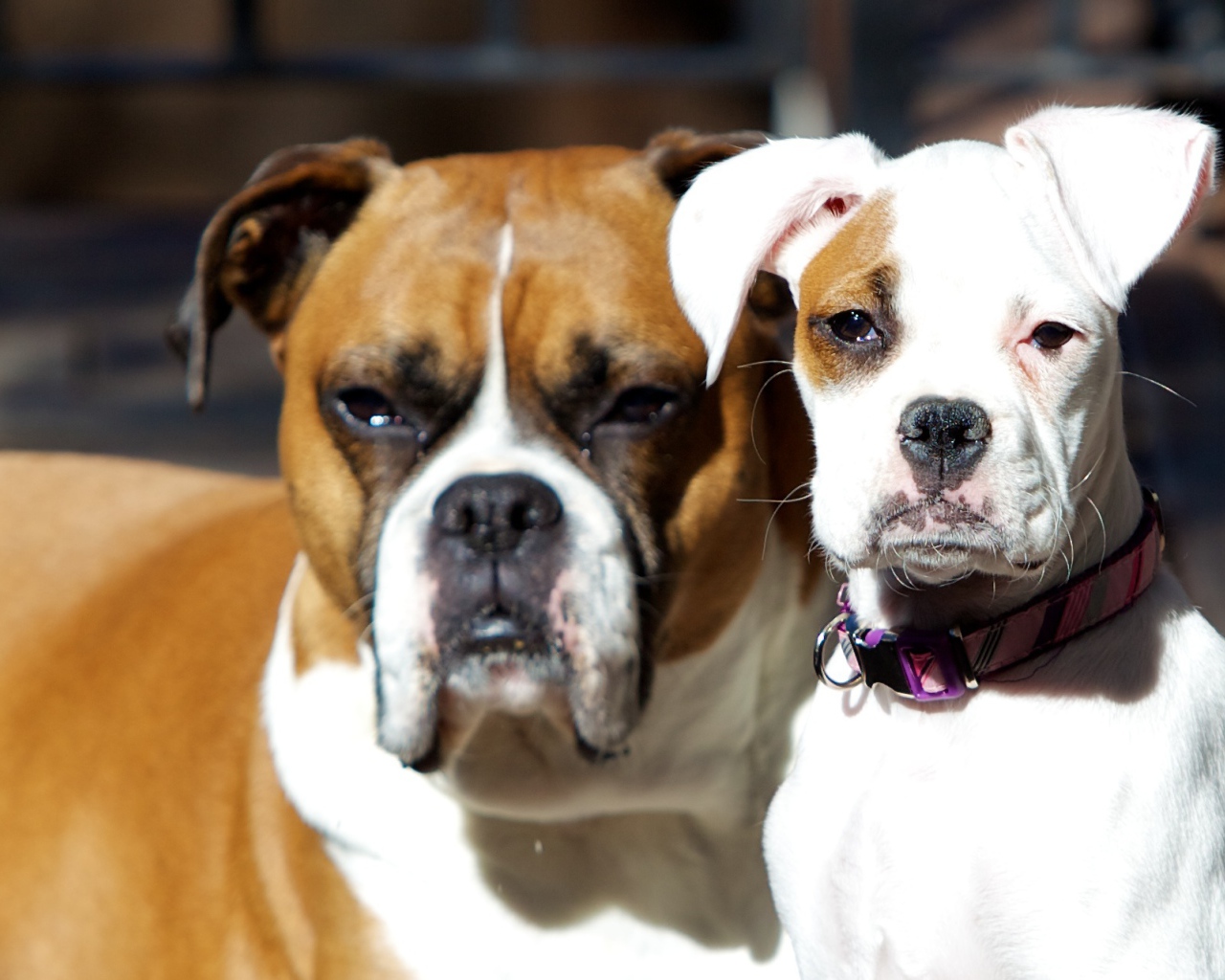 Молодой и взрослый боксеры