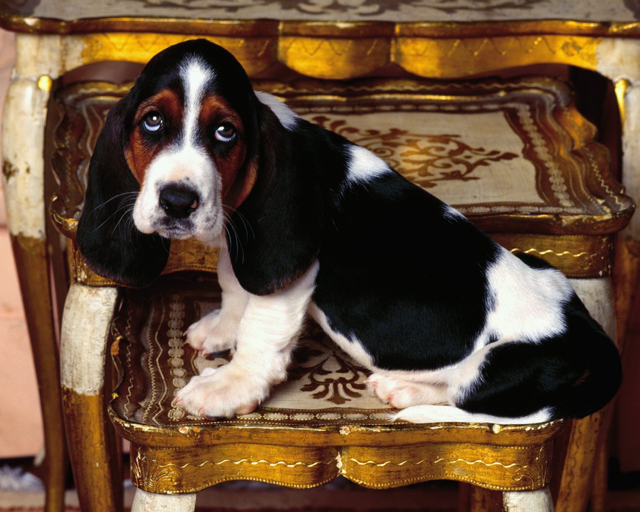 Молодой и грустный бассет-хаунд