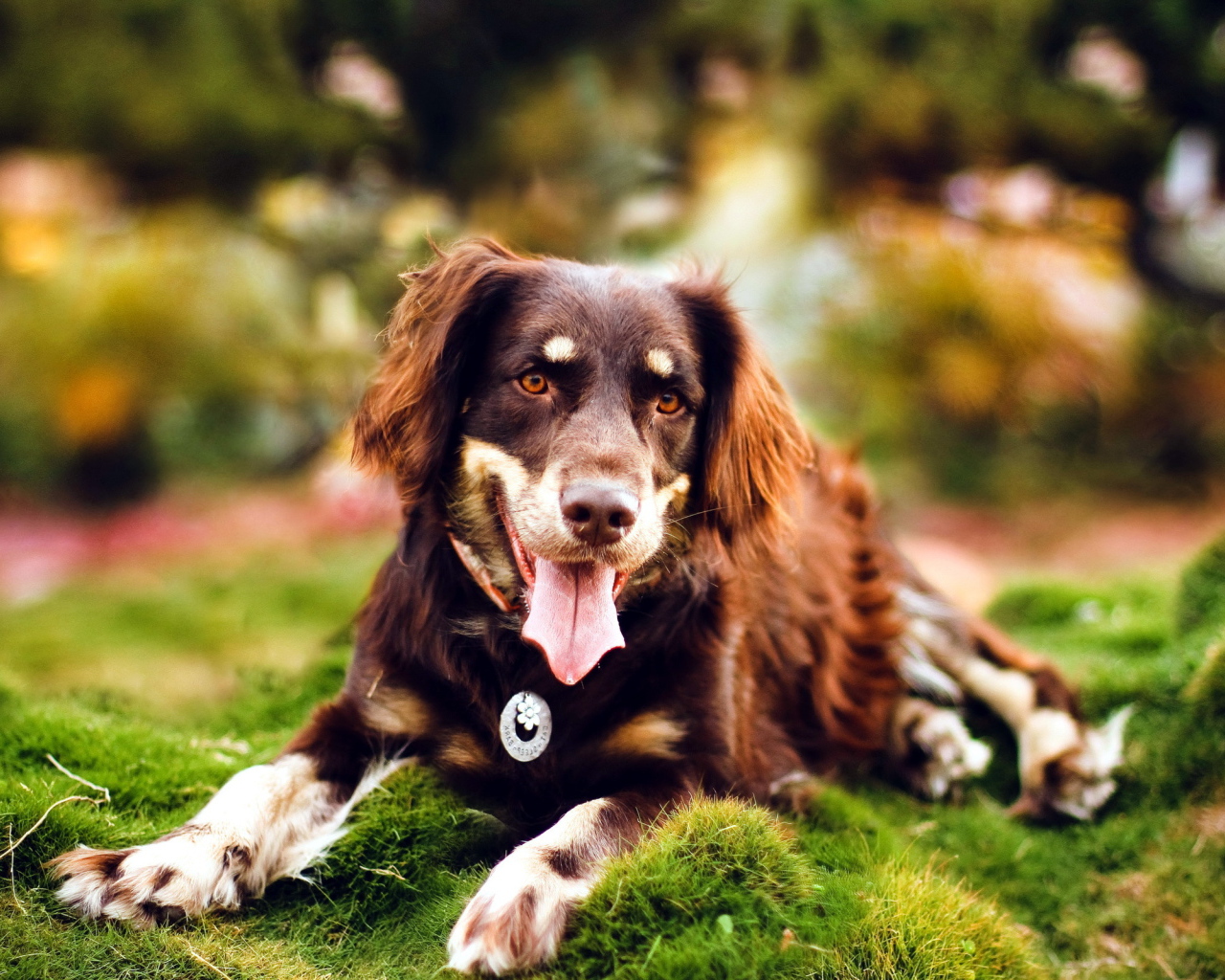 Молодая красивая австралийская овчарка