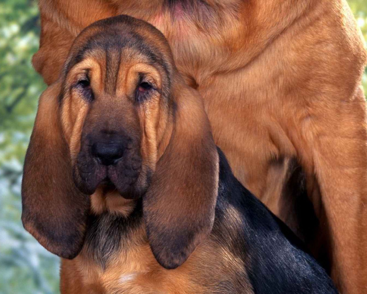 Молодой бладхаунд с мамой