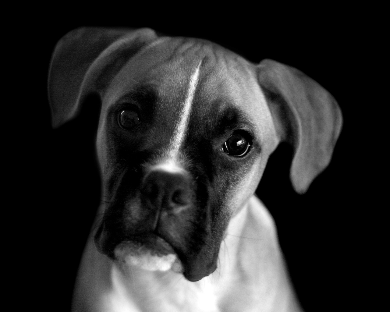 Молодой боксёр, чёрно-белая картинка