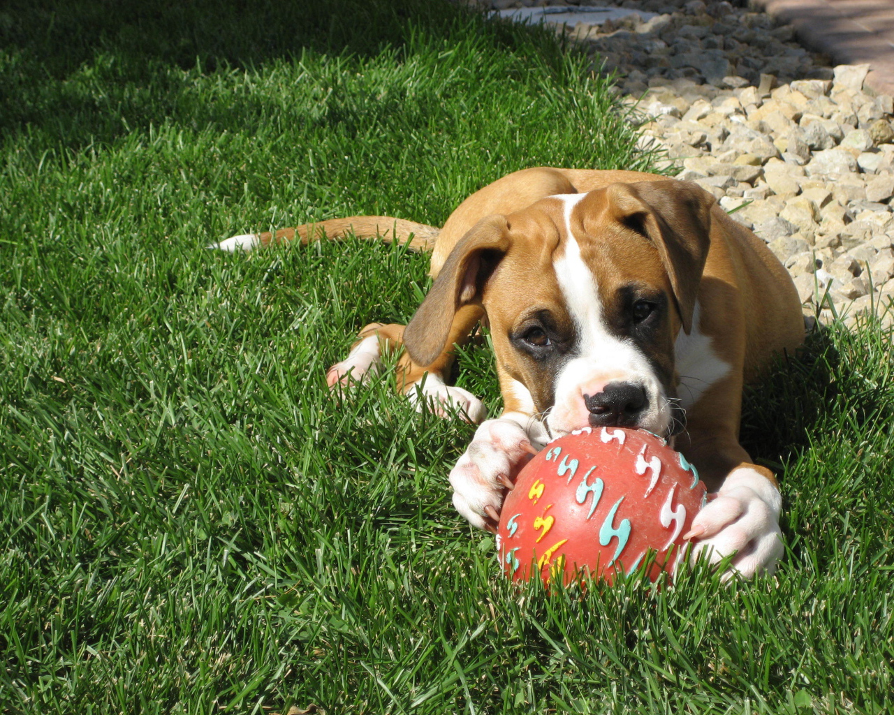 Молодой боксёр с мячом